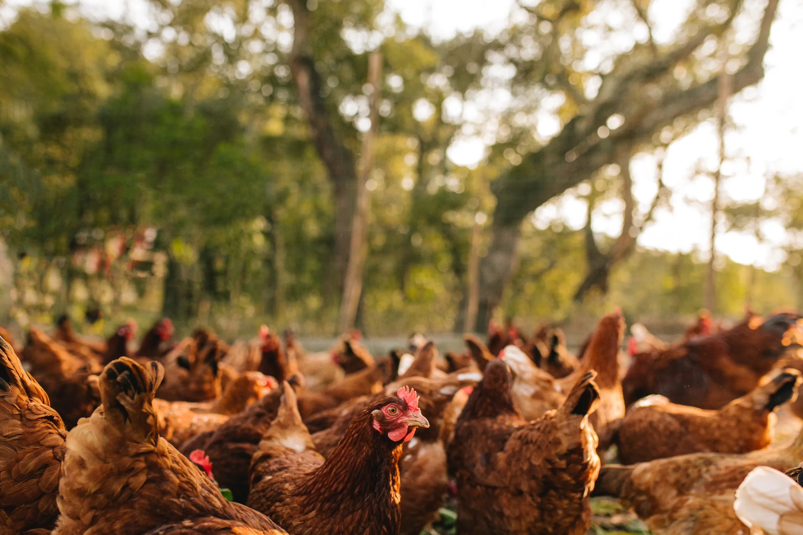A flock of free-range hens foraging under trees in the golden light