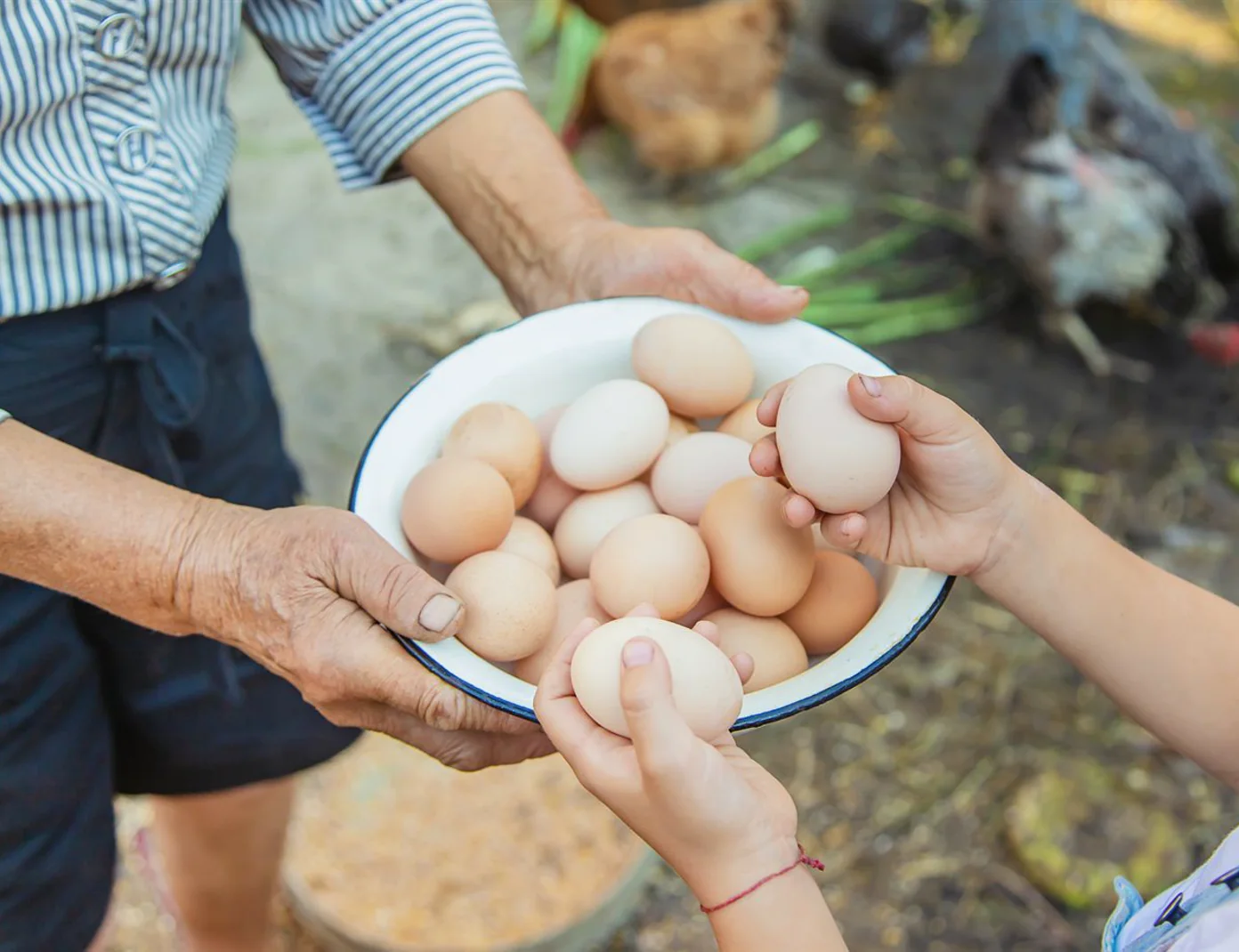 Hands sharing a bowl of fresh eggs near hens at the farm